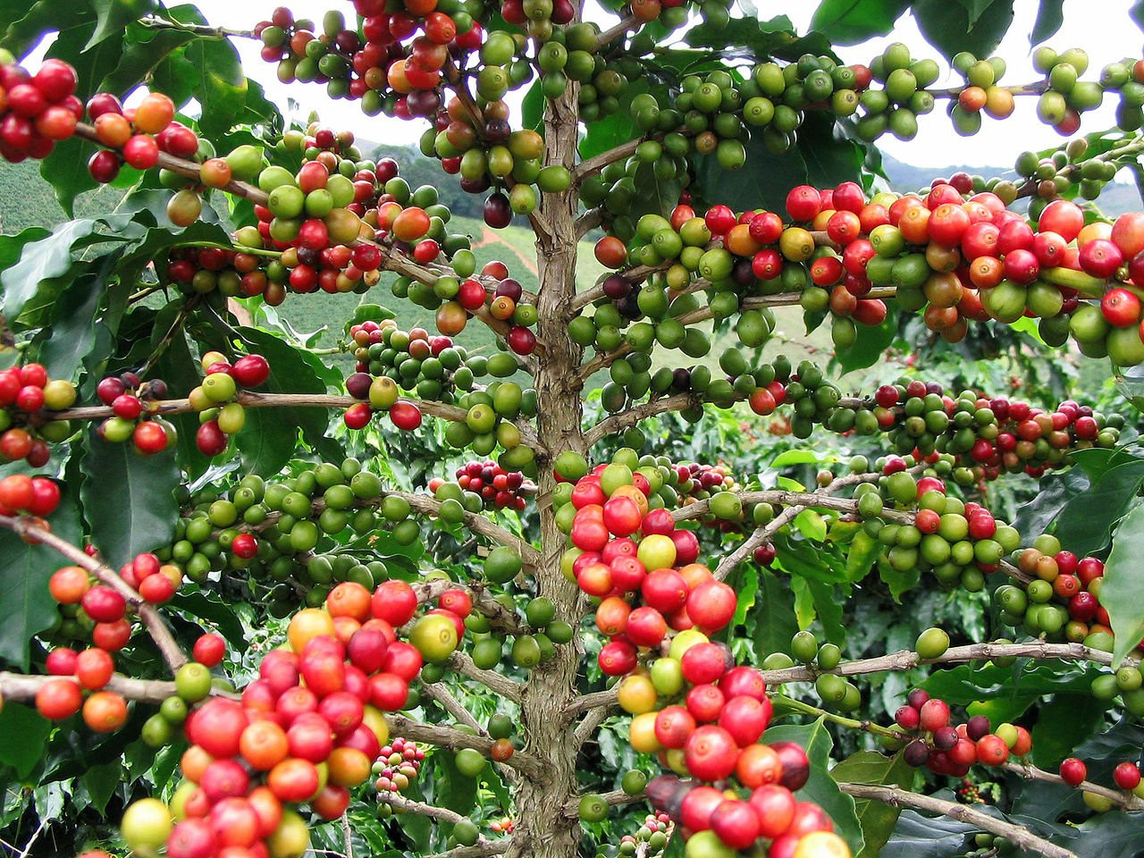 Giá cà phê hôm nay 21/4/2026: Bật tăng 2000 đồng/kg