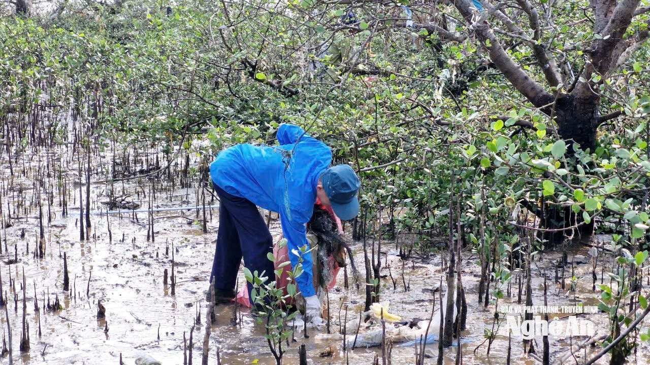 Thủy triều xuống, xen lẫn trong bùn đất ở vùng rừng bần cũng có nhiều rác thải chìm. Vì vậy, vừa dọn rác thải vương trên cây, người lao động cũng phải thu gom rác thải bề mặt. Ảnh: Nhật Lân