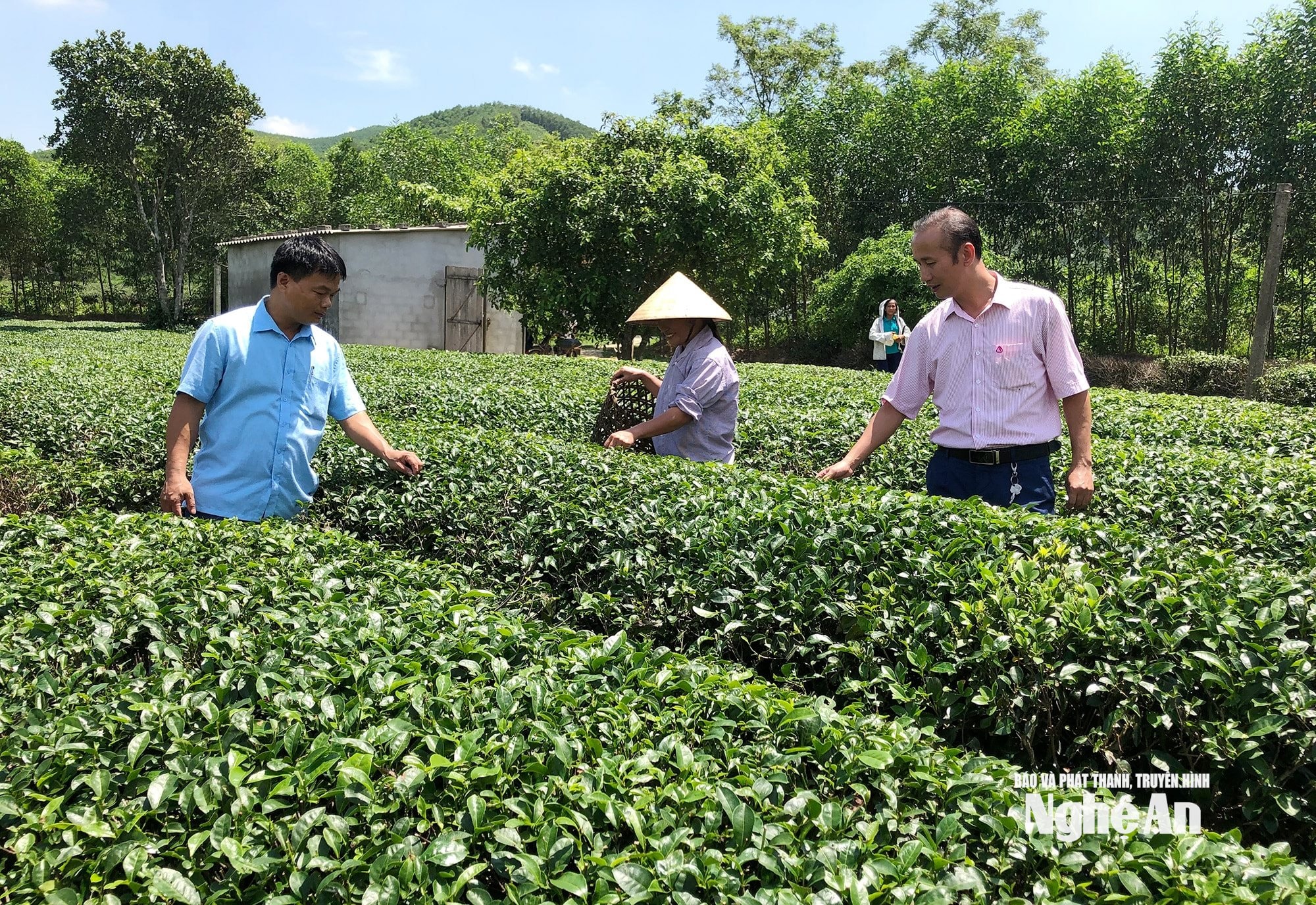 chè thanh mai, thanh chương ảnh thu huyền