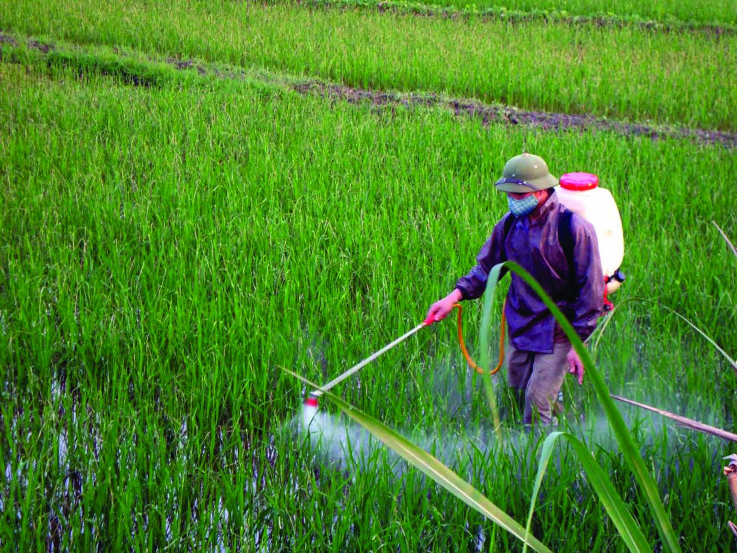Giá phân bón hôm nay 24/4/2026: Ure Cà Mau 675.000 đồng/bao