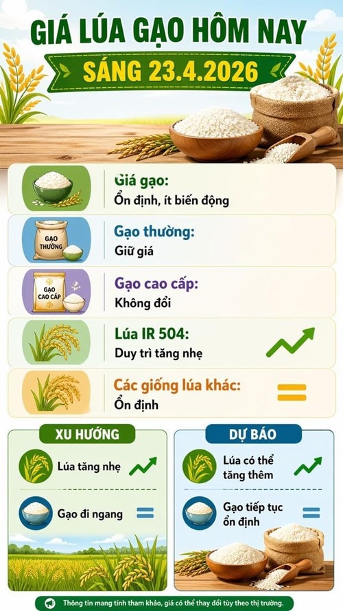 Thị trường lúa gạo ngày 23/4 chứng kiến giá lúa nhích tăng nhẹ trong khi giá gạo đi ngang