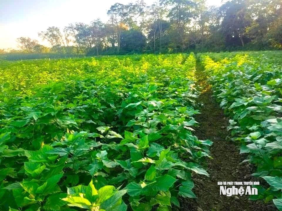 Chị Nguyễn Ngọc Mai đã đầu tư gần 1 tỷ đồng để đầu tư 10 ha dâu.