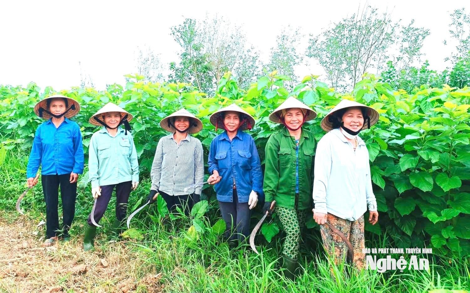 Nhân công chăm sóc 10 ha dâu nguyên liệu của chị Nguyễn Ngọc Mai. Ảnh NVCC