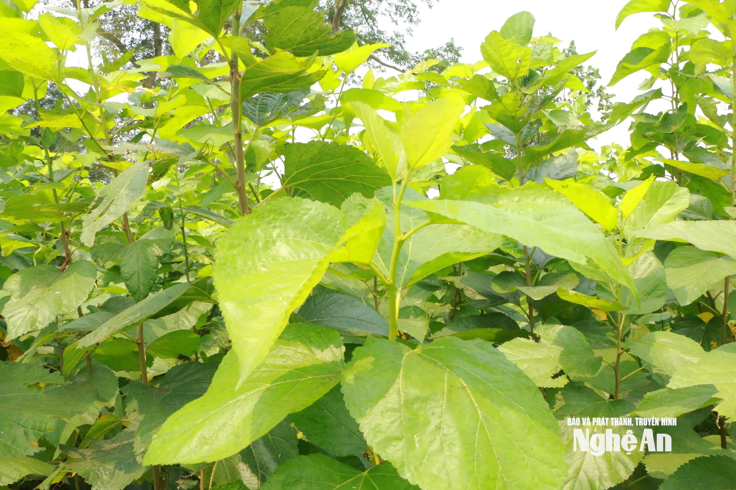 Những luống dâu đang dần xanh lại. Ảnh KL