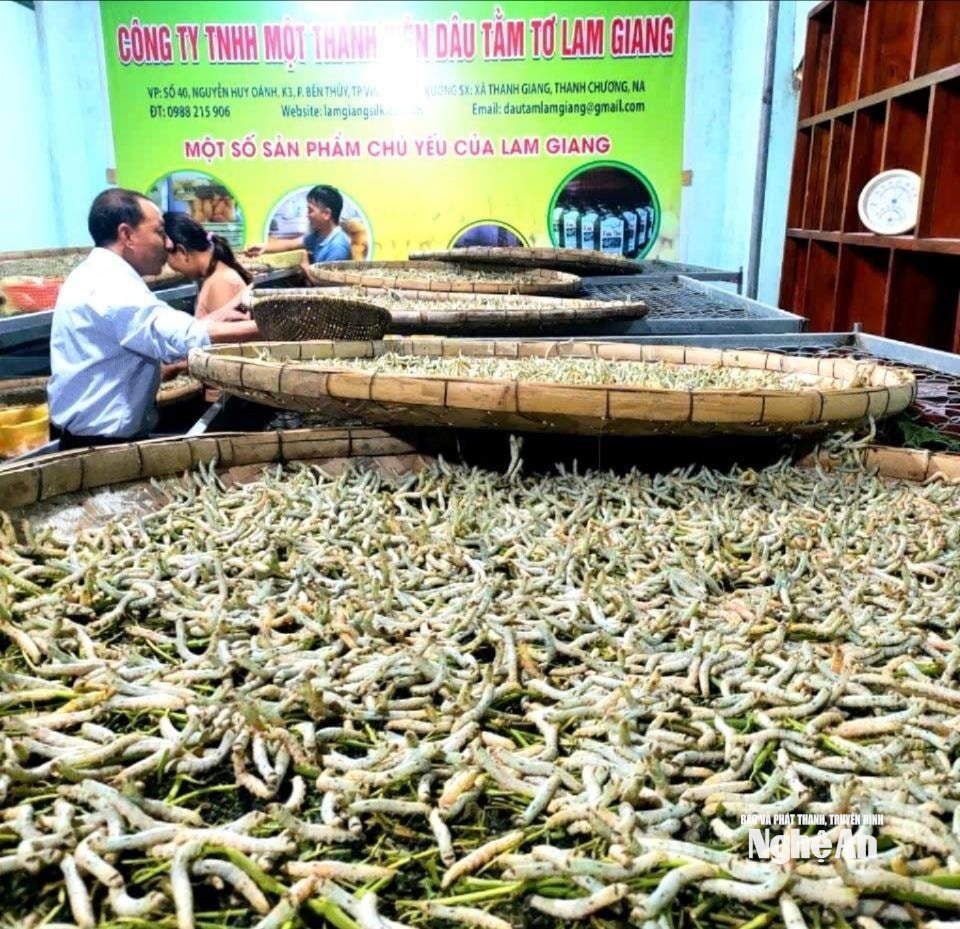 Ông Nguyễn Kim Lung dành thời gian nghiên cứu quy luật hoạt động của con tằm. Ảnh KL3