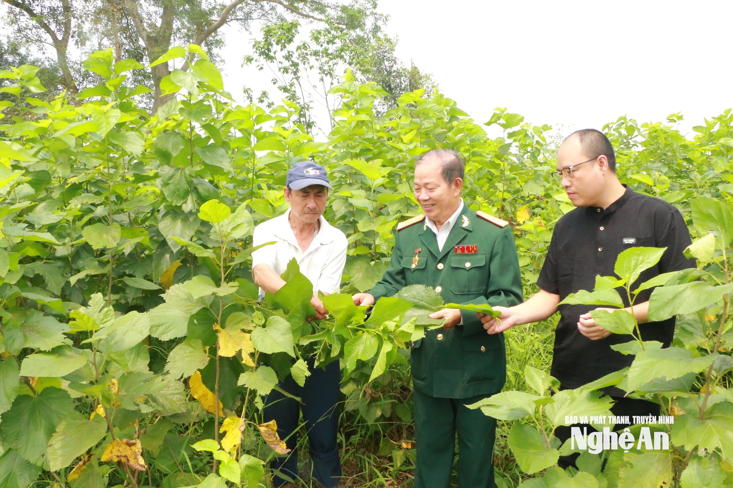 Ông Nguyễn KIm Lung (giữa) và anh Lê Văn Tùng ( áo đen) kiểm tra mô hình trồng dâu. Ảnh KL