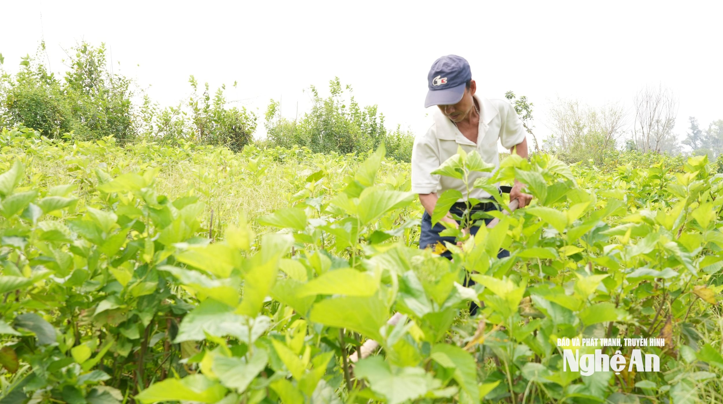 Trong bối cảnh nông nghiệp hiện đại đang chịu áp lực lớn về sản lượng và chi phí, dâu tằm lại mở ra một hướng đi khác, nơi giá trị được tạo ra từ nhiều tầng nấc