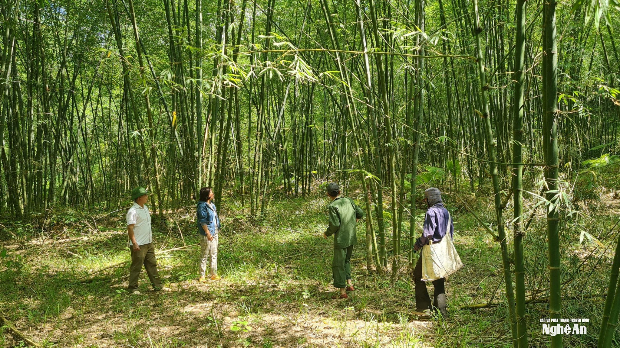 uploaded-hoaithubna-2023_08_28-_bna-nguoi-dan-xa-tam-quang-vao-rung-met-khai-thac-mang-7864.jpg