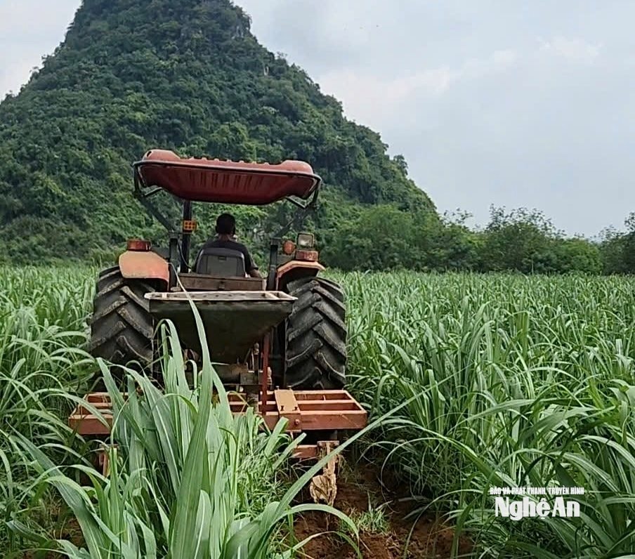 chăm sóc mía Tân kỳ
