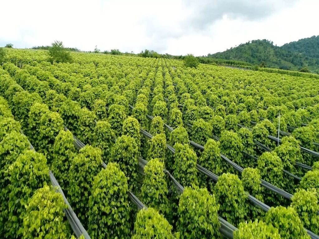 Giá tiêu hôm nay 28/4: Cao nhất 142.000 đồng/kg