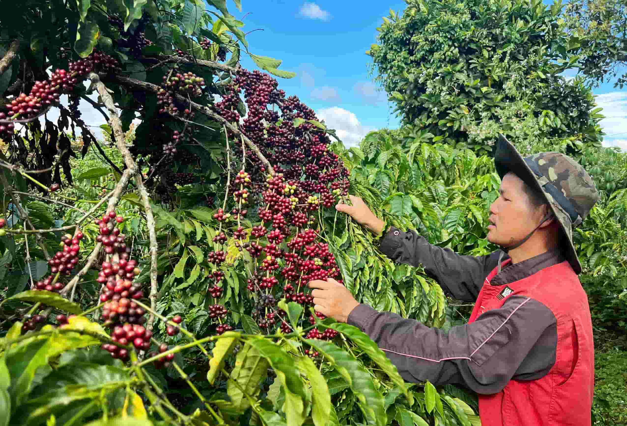 Giá cà phê hôm nay 28/4: Giảm 1000 đồng/kg