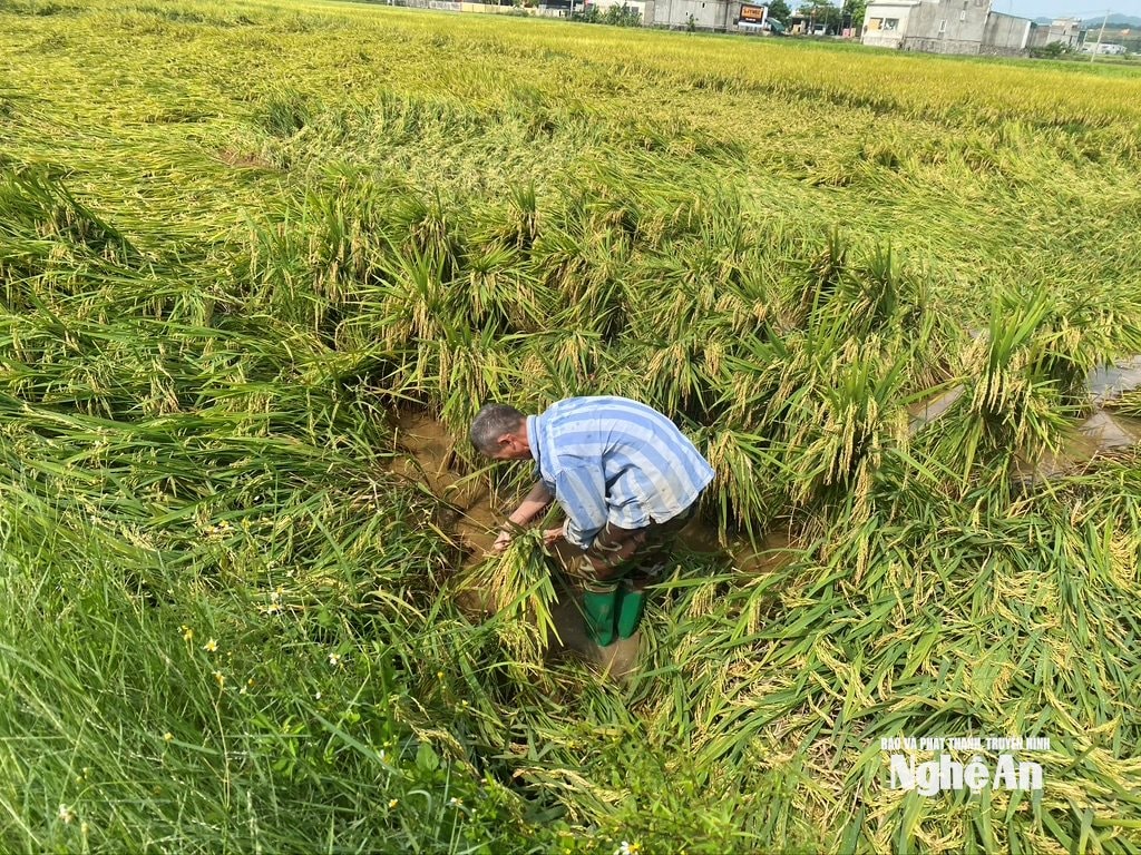 van truong mẻ