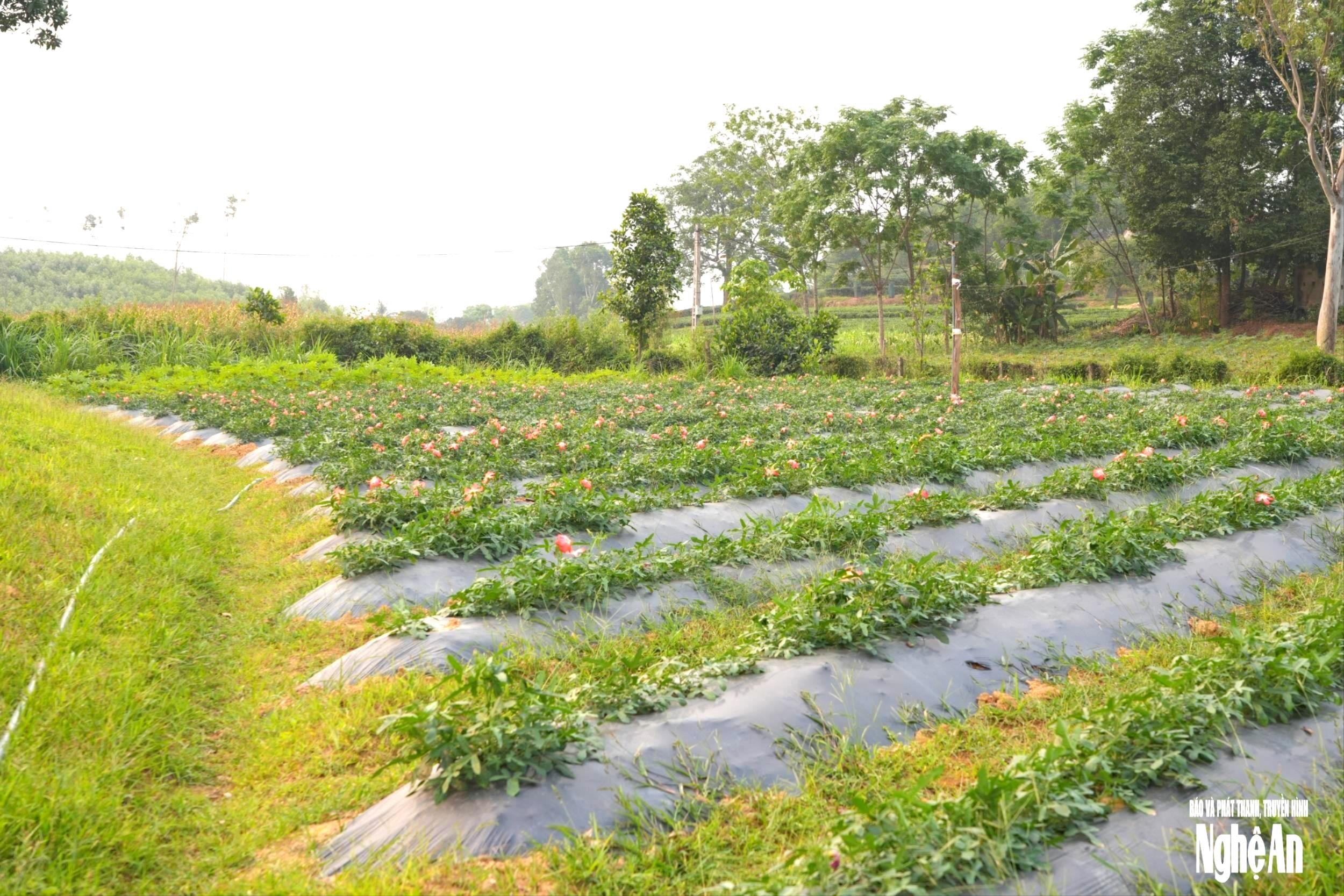 bna_canh-dong-1-a13dabc9b11e2619635fdcc1653df1b0.jpg