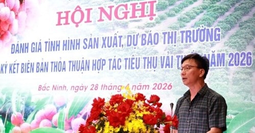 Nông dân chăm sóc vải thiều chuẩn bị cho vụ thu hoạch năm 2026.