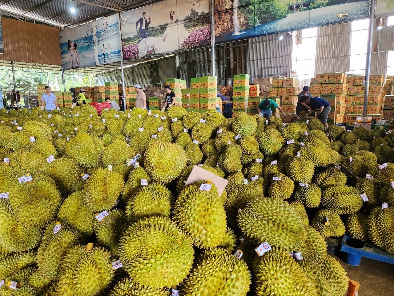 Giá sầu riêng hôm nay 4/5/2026: Ri6 ĐBSCL lao dốc, nông dân lỗ nặng