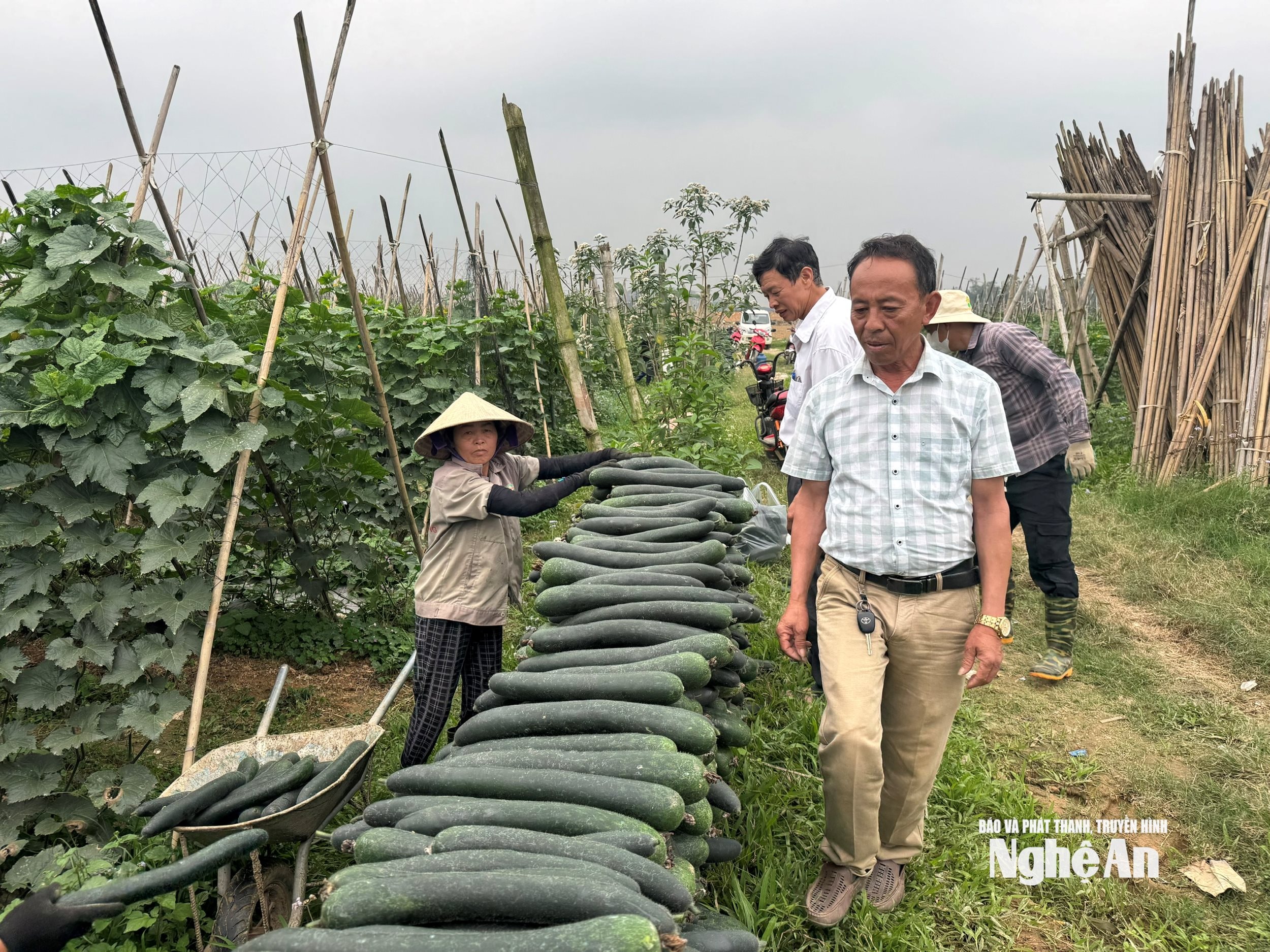 mô hình bí xanh cho hiệu quả cao tại xã Thuần Trung