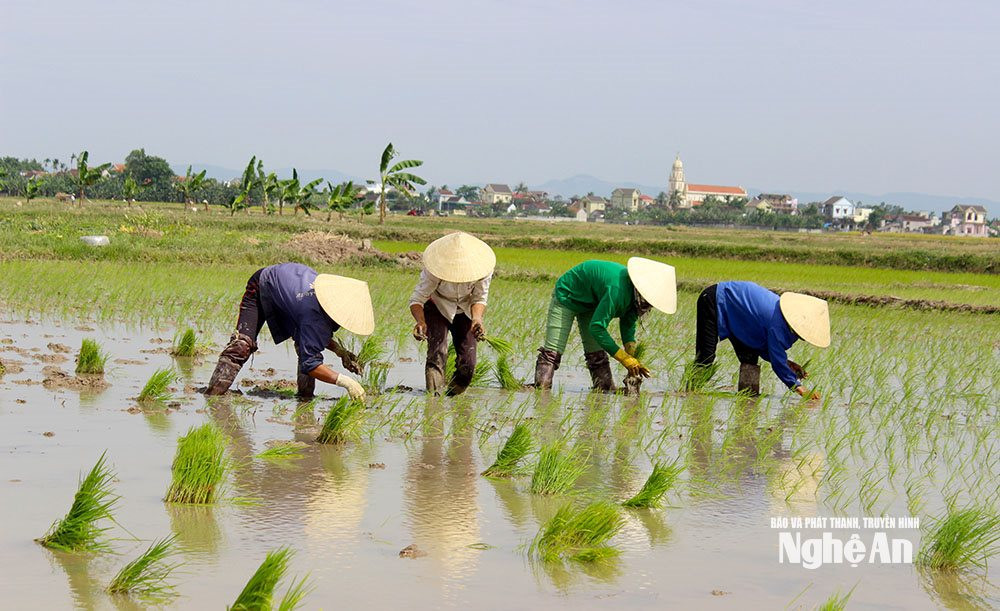  nông dân QL gieo cấy sớm Ảnh- Phú Hương (1)