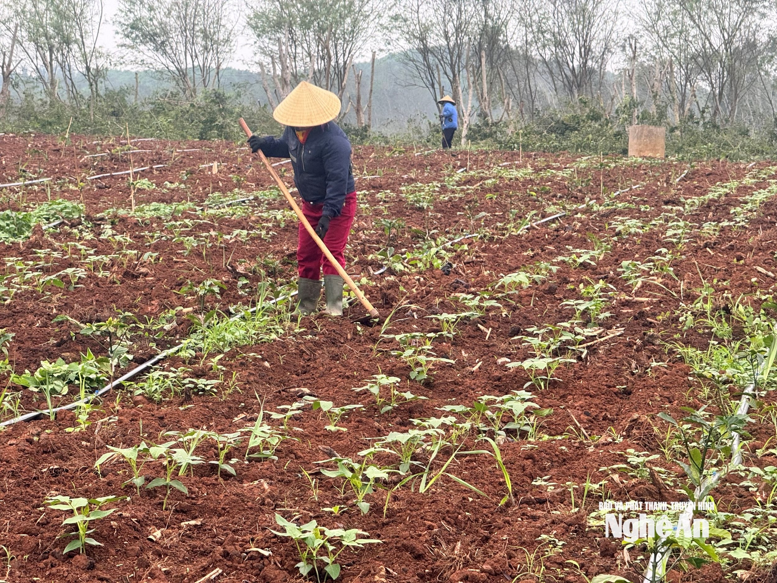  Trồng cây họ đậu đỗ trên đất đồi