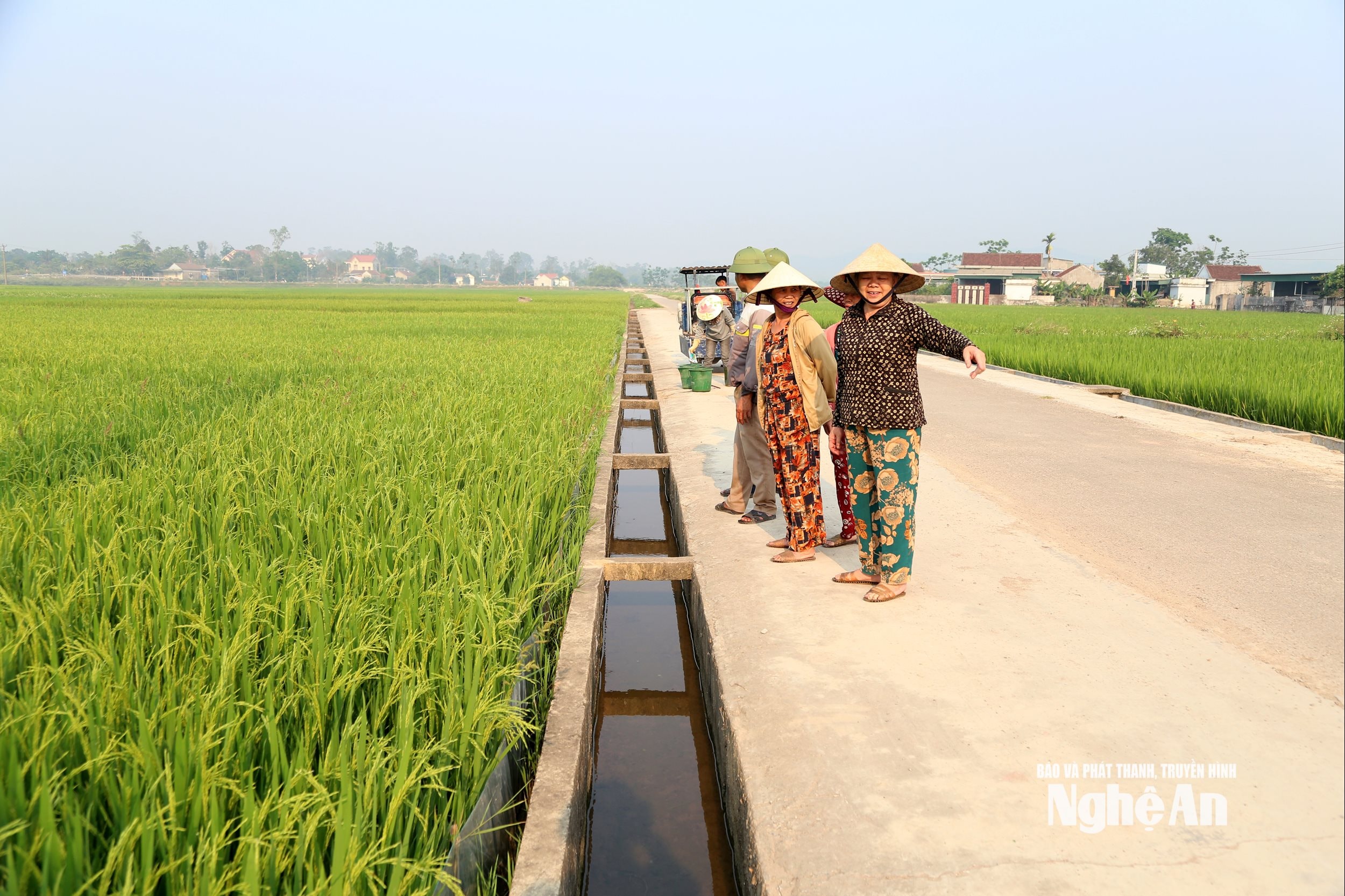 đồng ruộng thiếu vắng người trẻ. Ảnh XH