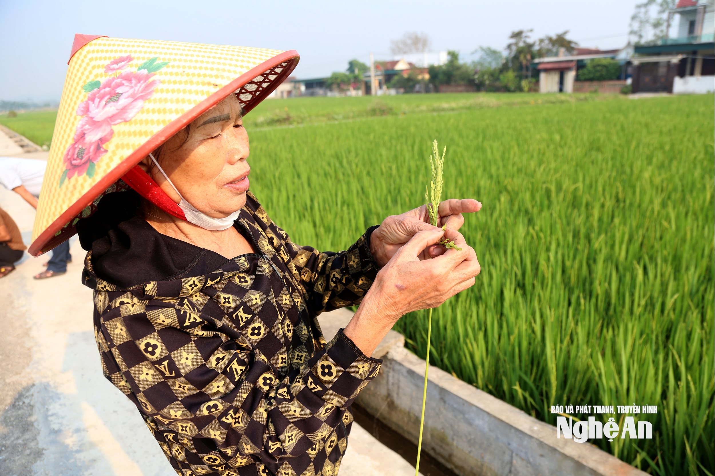 một người cao tuổi trên địa bàn xóm Minh Châu, xã Quan Thành ra đồng thăm lúa. Ảnh XH