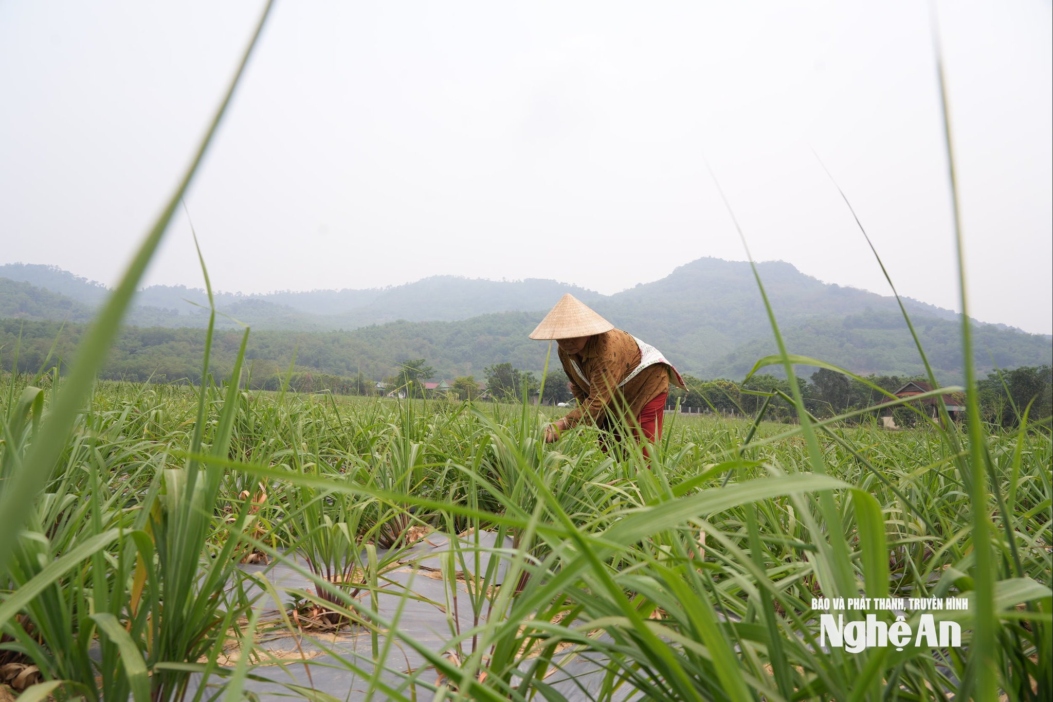 Trên diện tích 2 sào đất cao cưỡng, gia đình bà Lương Thị Tiệp ở bản Chôm Lôm, xã Châu Khê chuyển sang trồng sả Java. Ảnh: T.P