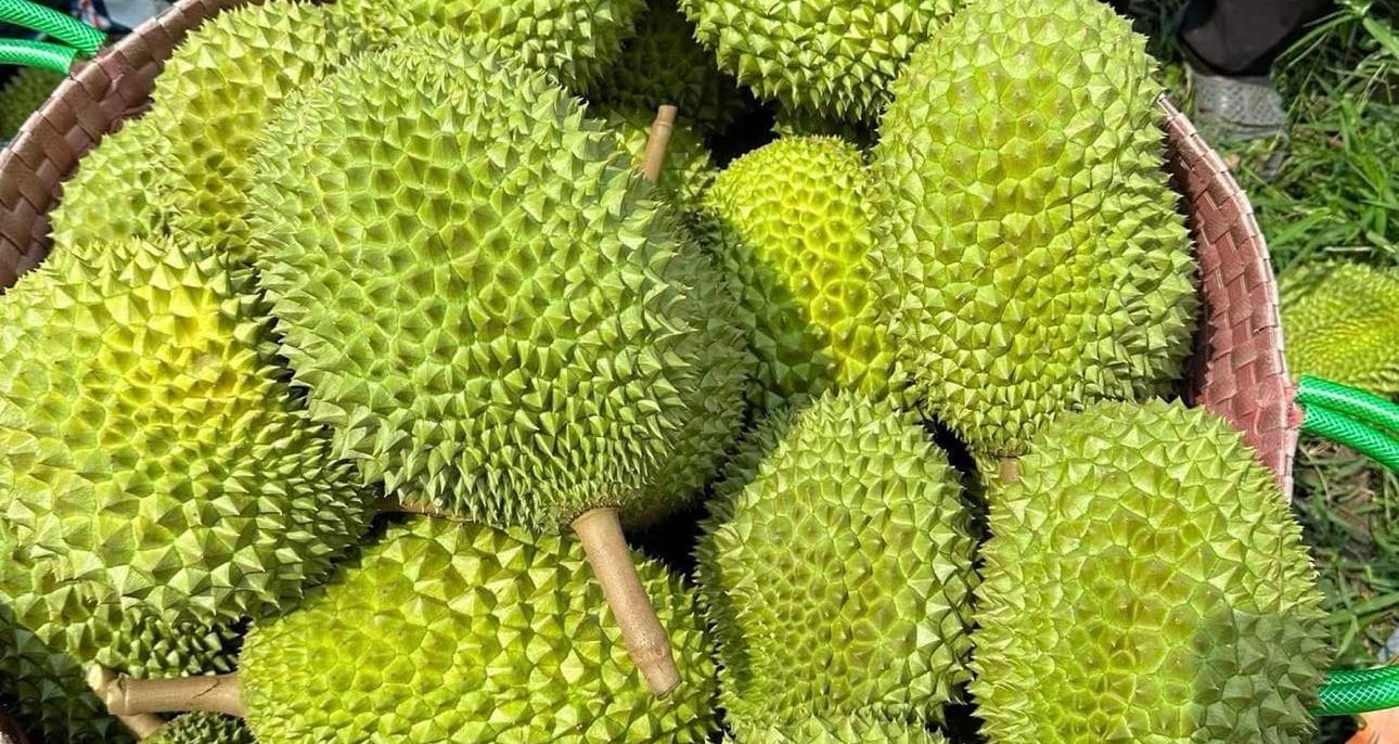 Giá sầu riêng hôm nay 8/5/2026: Xuất khẩu sang Trung Quốc gặp khó