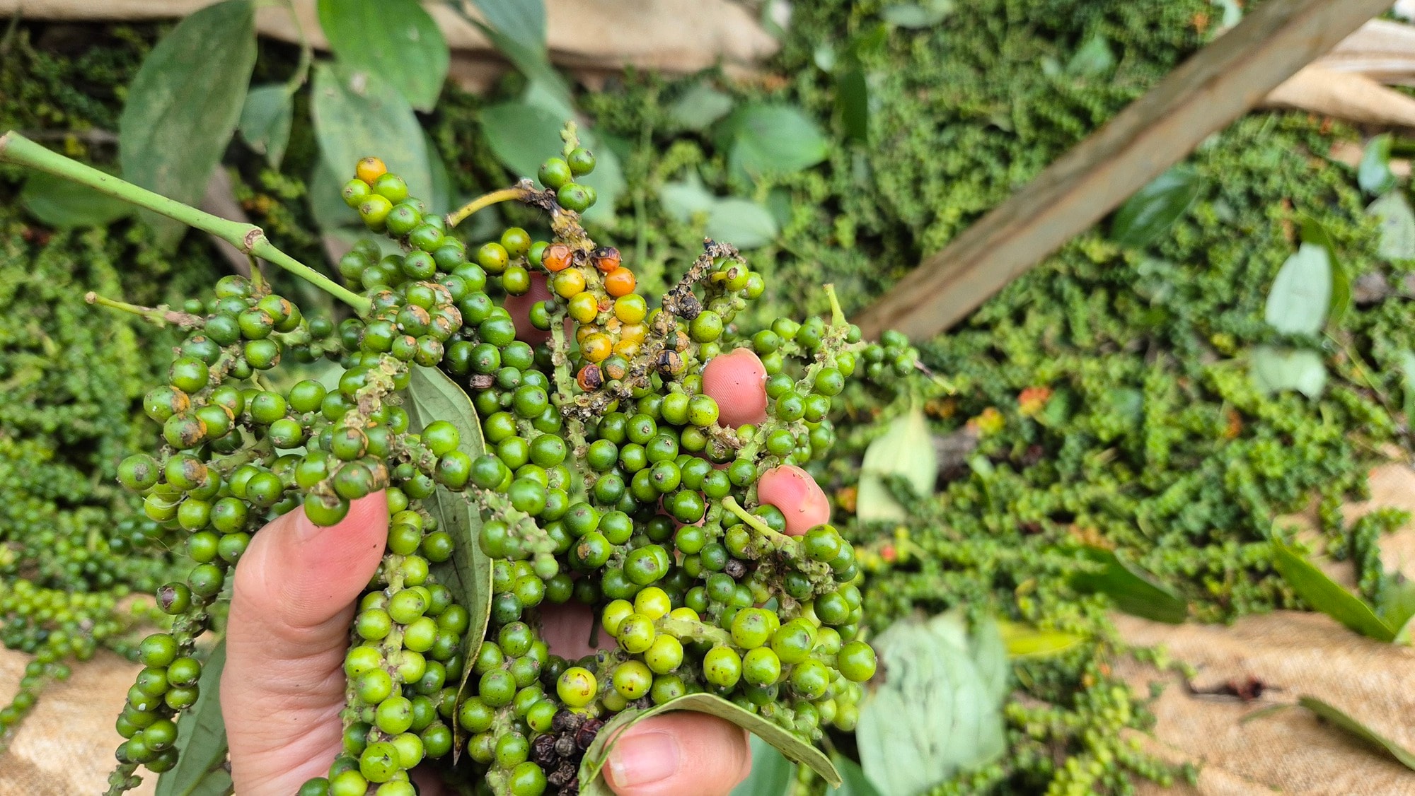 Giá tiêu hôm nay 7/5/2026: Indonesia tăng nhẹ, Việt Nam đi ngang