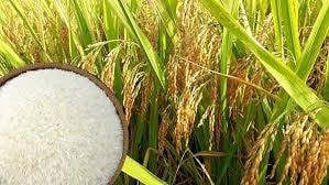 Thị trường lúa gạo Đồng bằng sông Cửu Long duy trì đà ổn định trong bối cảnh nguồn cung giảm.