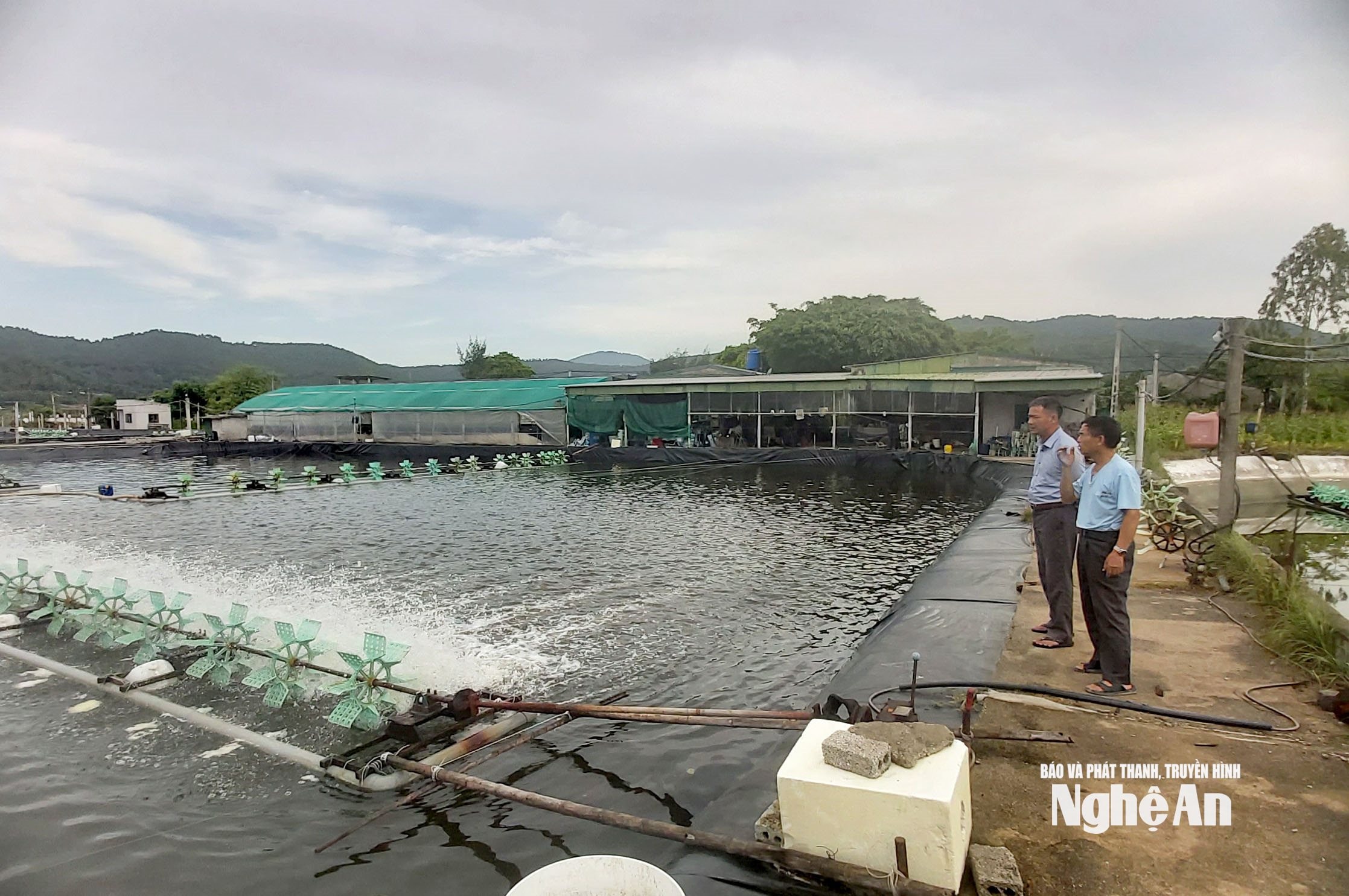 Đầu tư nuôi thâm canh tôm thẻ chân trắng đang được người dân Nghệ An quan tâm. Ảnh Xuân Hoàng