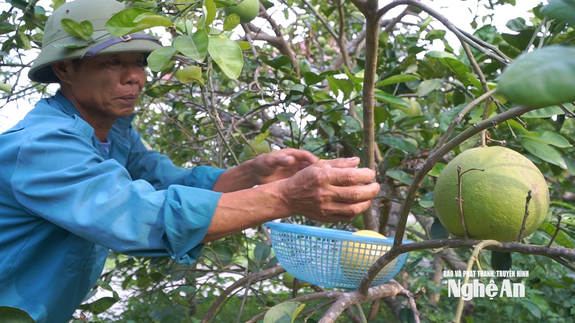 Ông Hải thu hoạch từng trái bưởi rám nắng, kiếm tiền giúp con cháu
