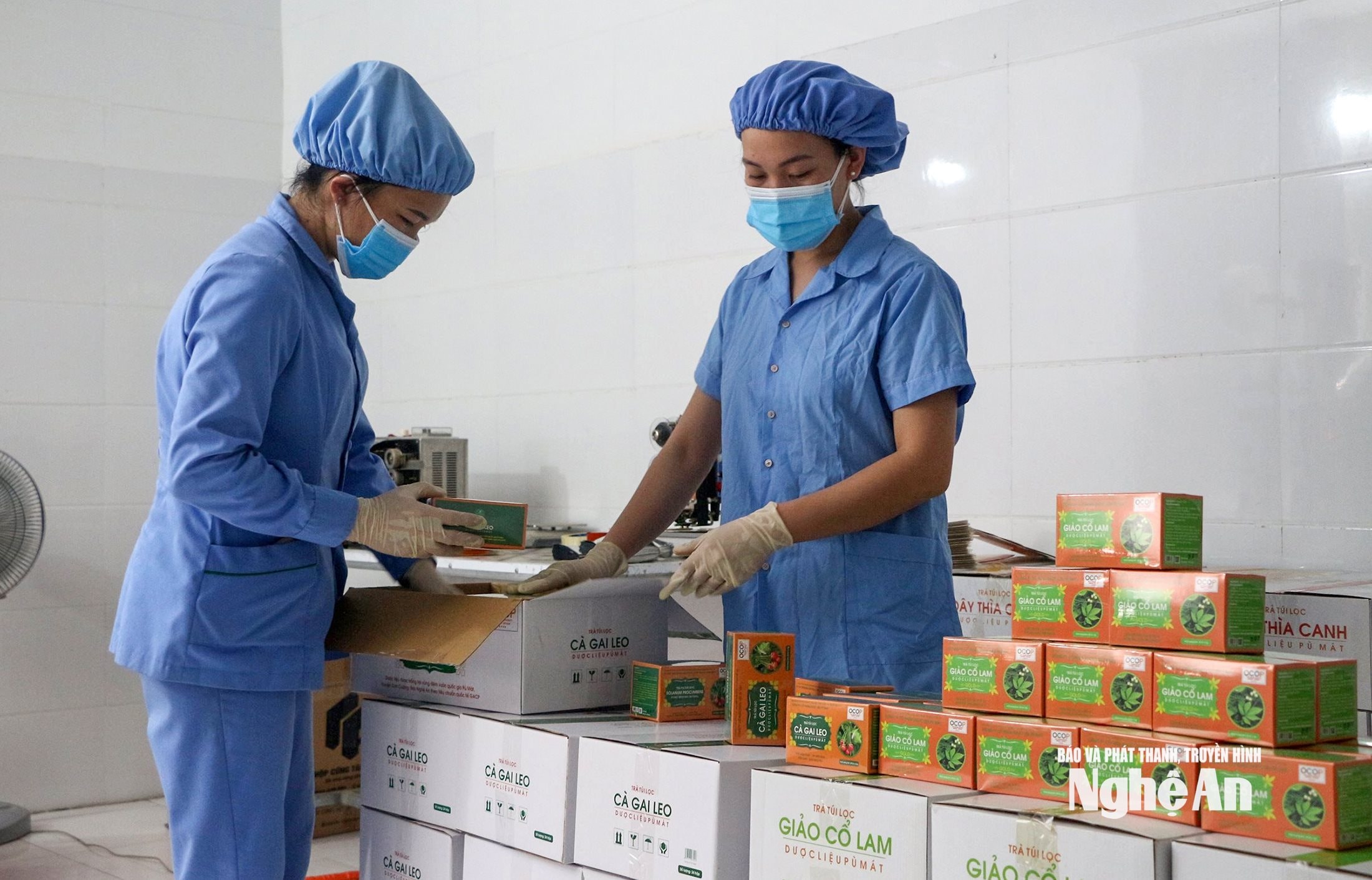 Sản xuất tại Công ty cổ phần Dược liệu Pù Mát . Ảnh Thu Huyền