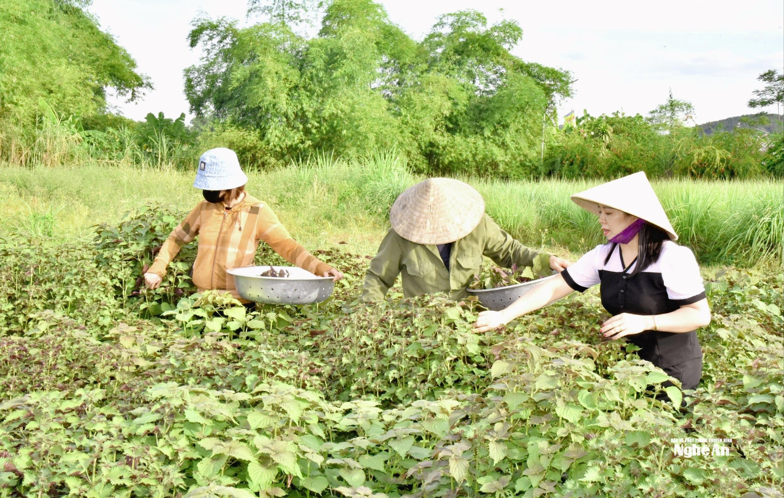 khu-vuc-trong-duoc-lieu-huu-co-cua-doanh-nghiep-tai-xa-lam-son-do-luong-anh-hoai-thu.jpg