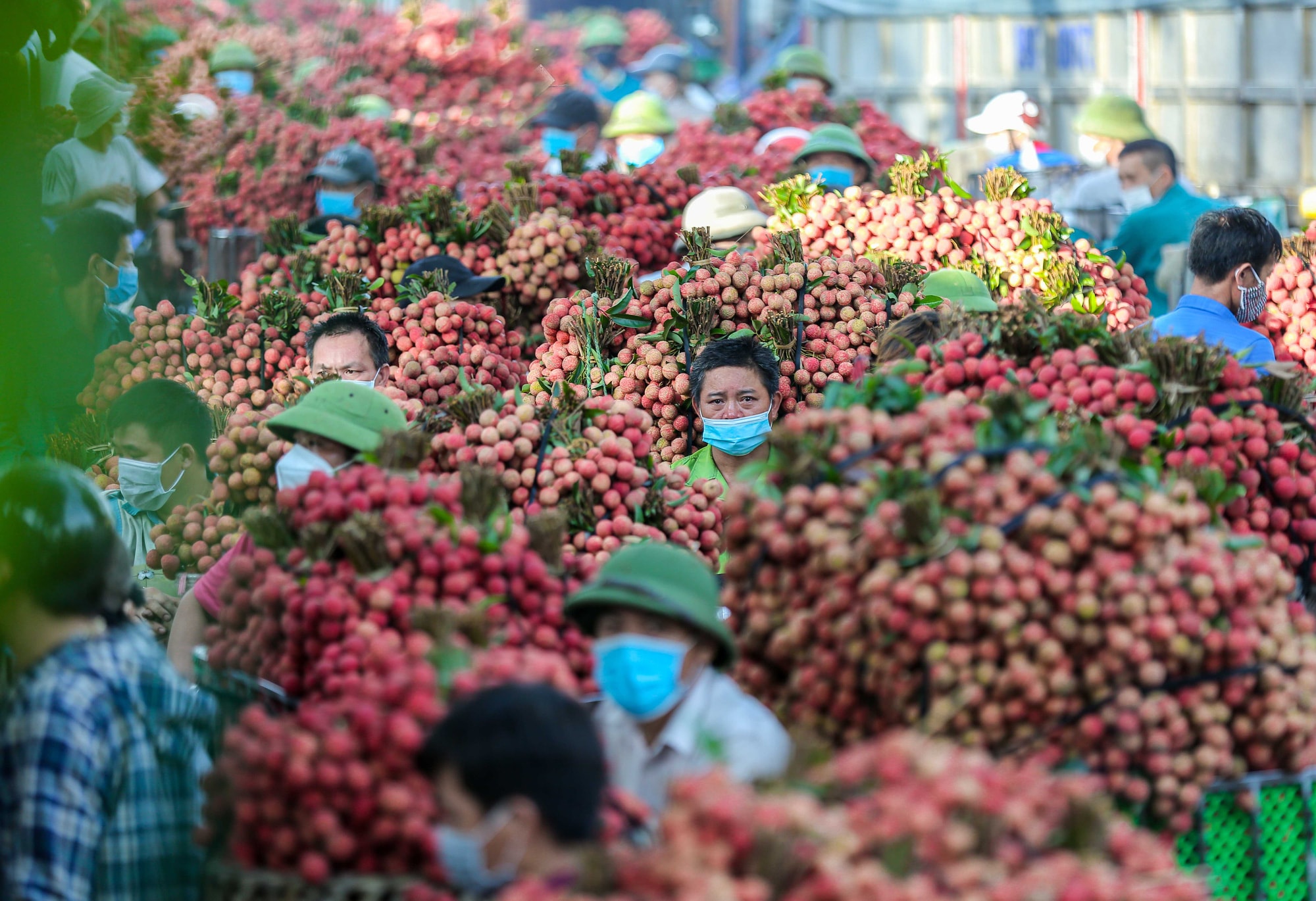 Giá vải thiều đầu mùa 2026 lên 120.000 đồng/kg