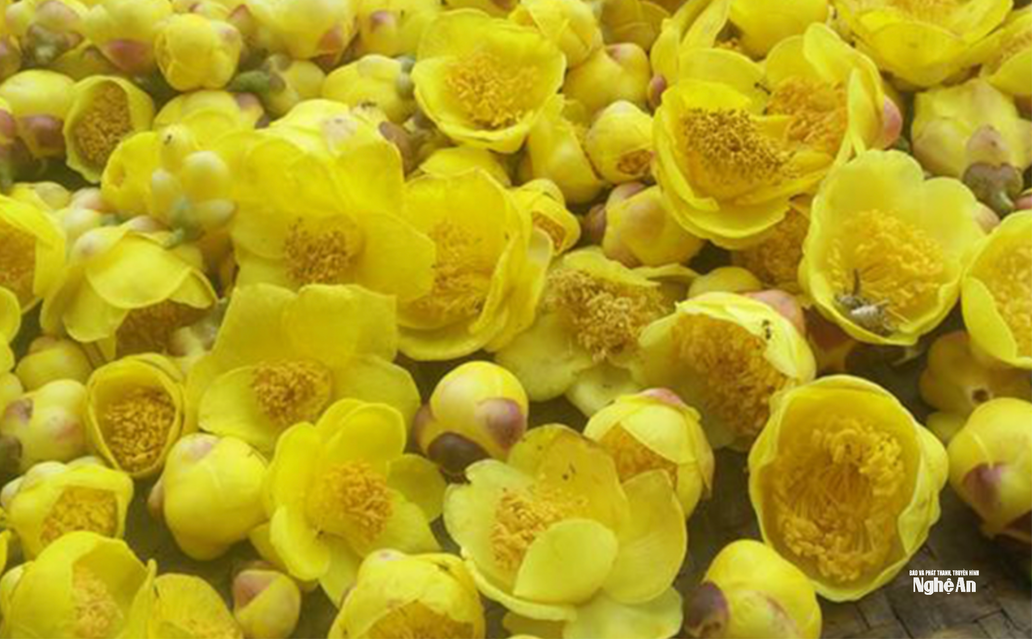 uploaded-hoaithubna-2023_10_06-_tra-hoa-vang-855.png