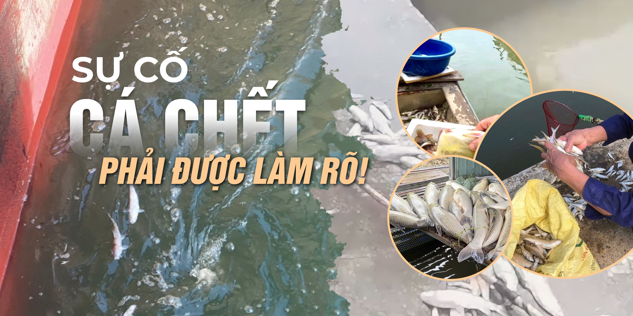 sucocachet-cover.png