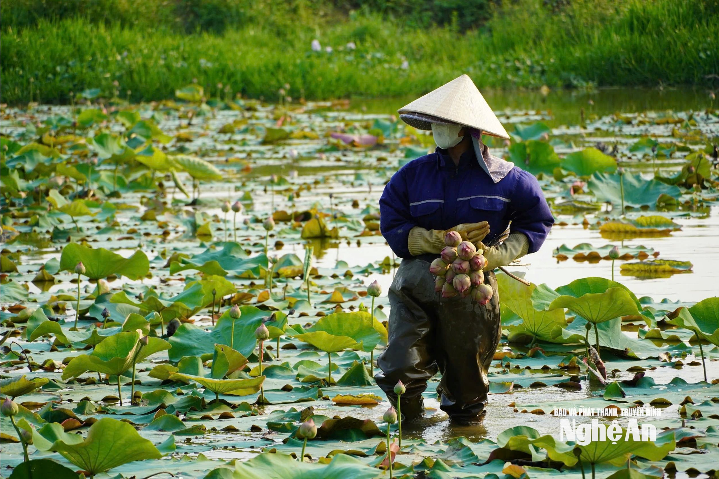 Mỗi mùa sen là những ngày người dân dầm mình dưới nước từ sáng sớm. Ảnh: ĐT