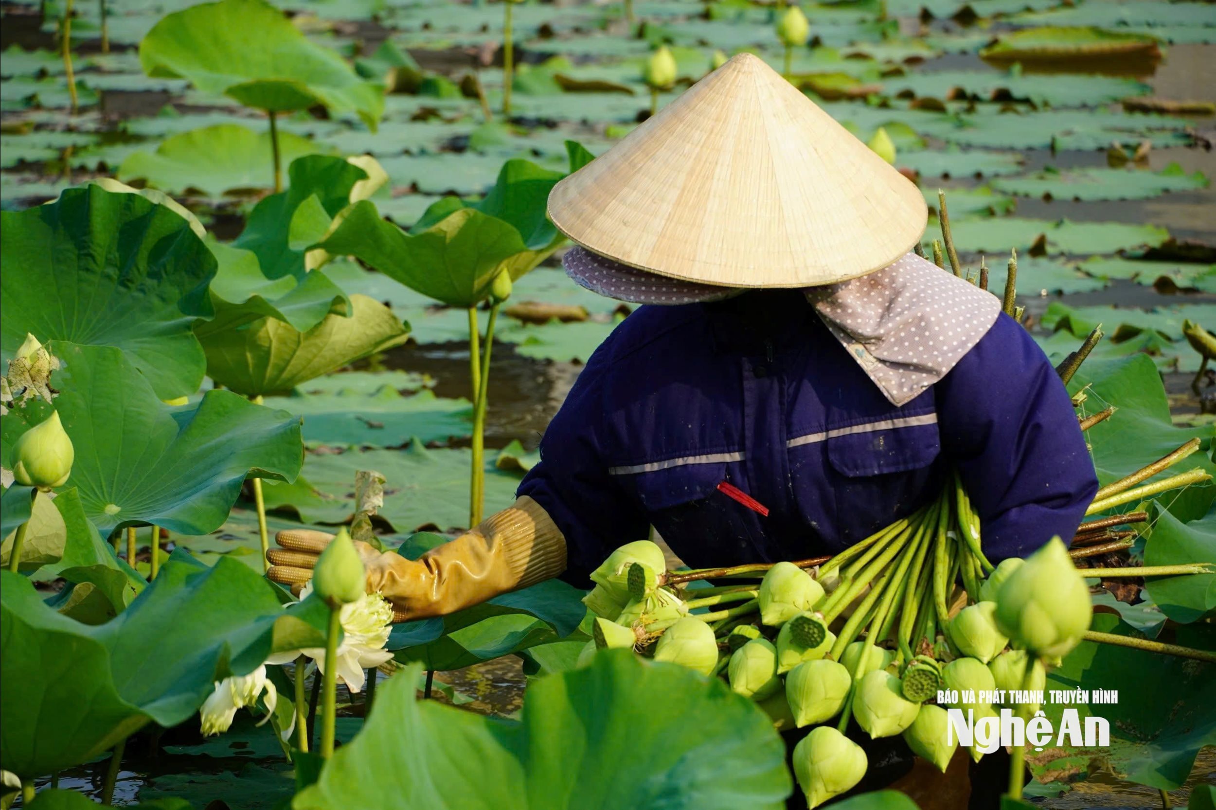 Người dân Kim Liên tất bật mùa thu hoạch hoa sen. Ảnh: ĐT