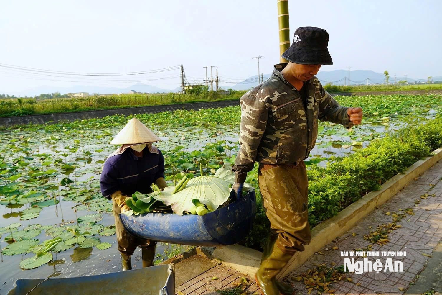 Mùa sen nở, mỗi ngày vợ chồng chị Thế hái khoảng 500 bông. Ảnh: ĐT