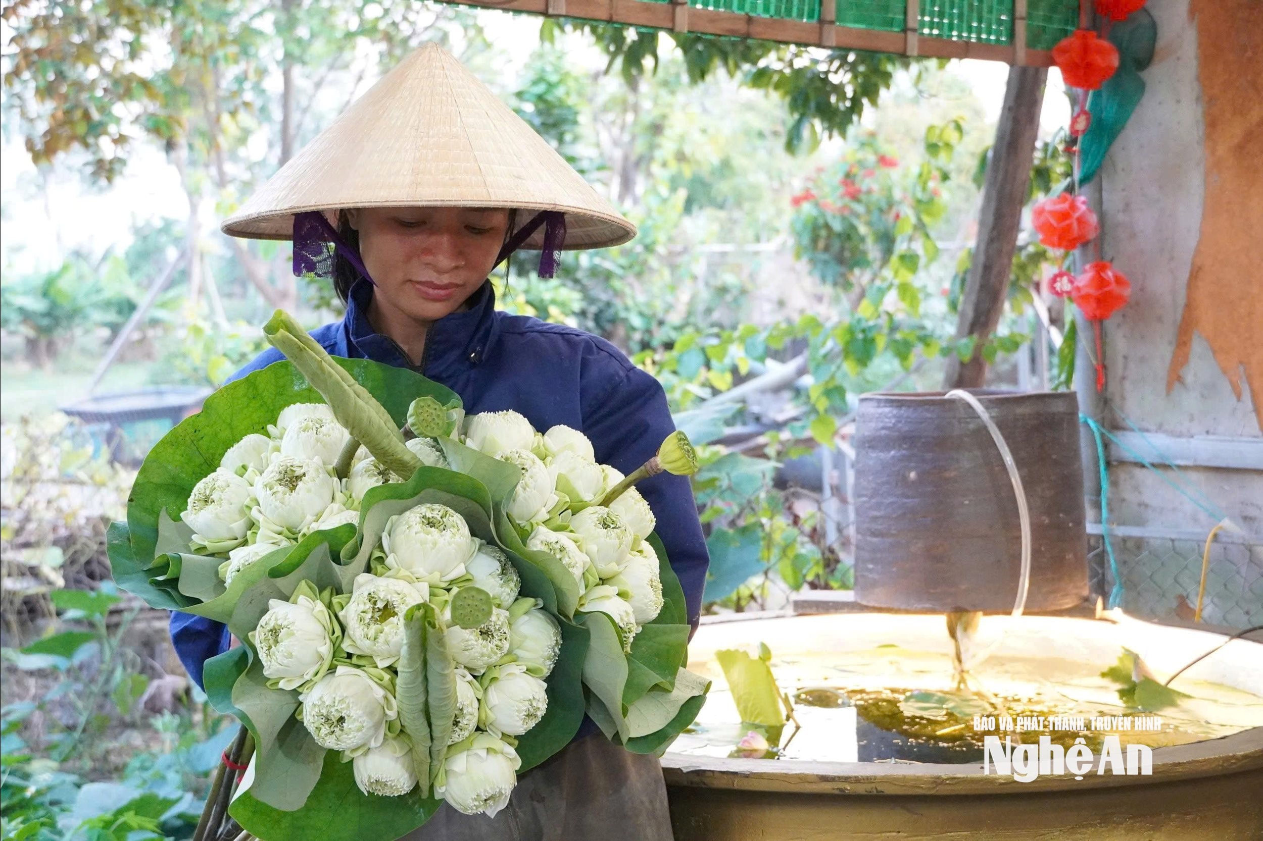 Những bó sen trắng tinh khôi sau một mùa chăm sóc vất vả. Ảnh: ĐT