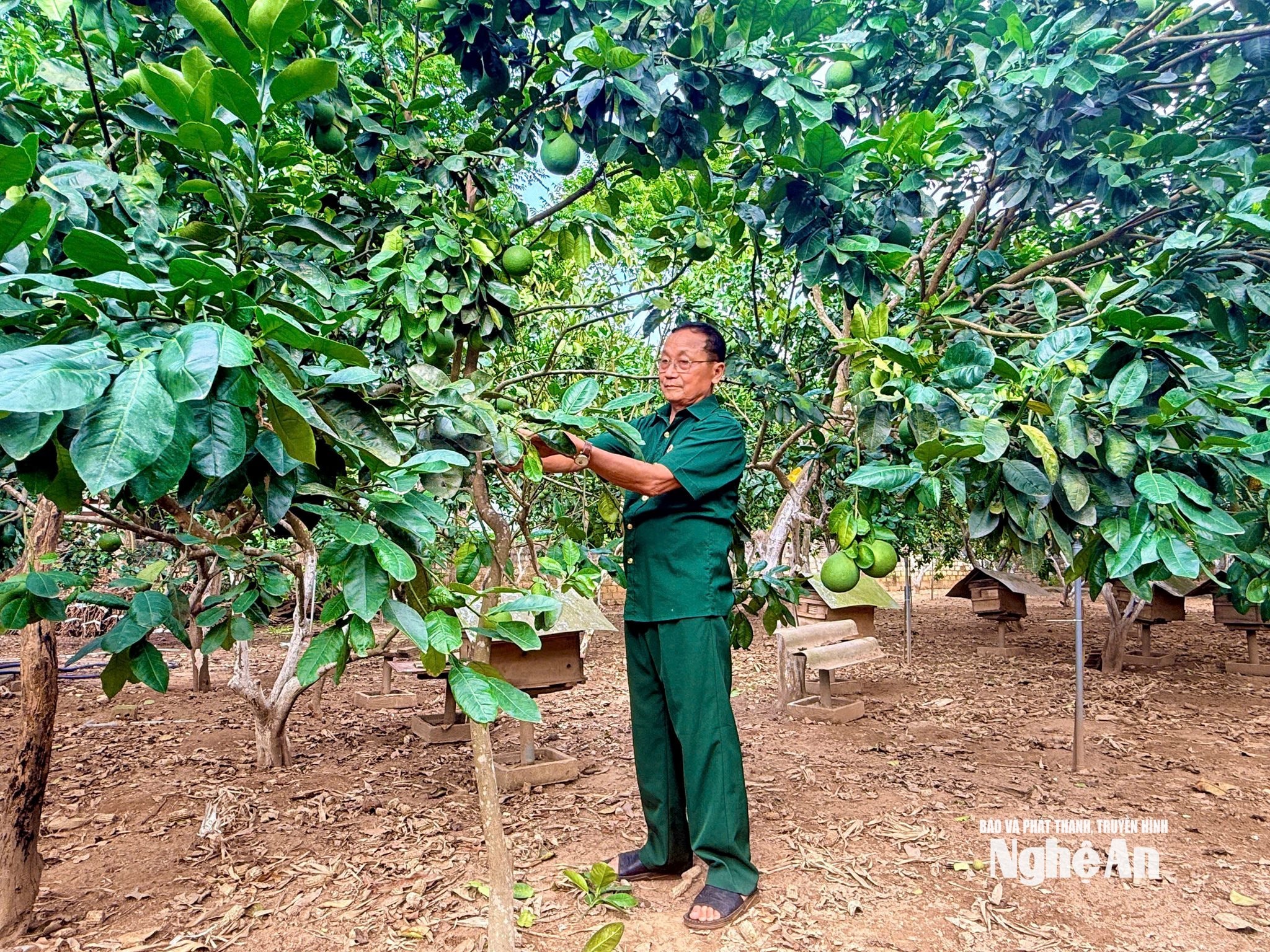 cựu chiến binh Nguyễn Viết Trình (sinh năm 1954, xóm Phúc Lộc, xã Nghĩa Khánh đầu tư kinh tế trang trại