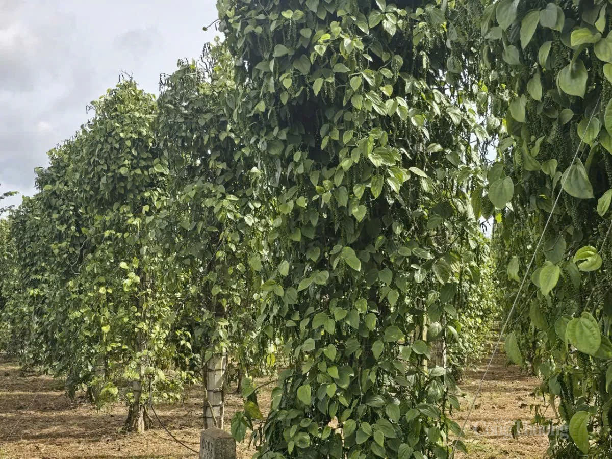 Giá tiêu hôm nay 12/5/2026: Tăng nhẹ 500 đồng