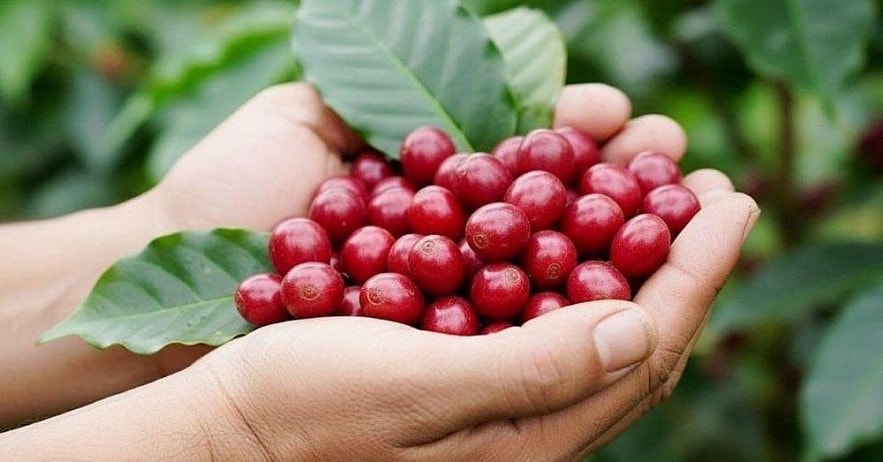 Giá cà phê hôm nay 13/5/2026: Giảm 100 đồng