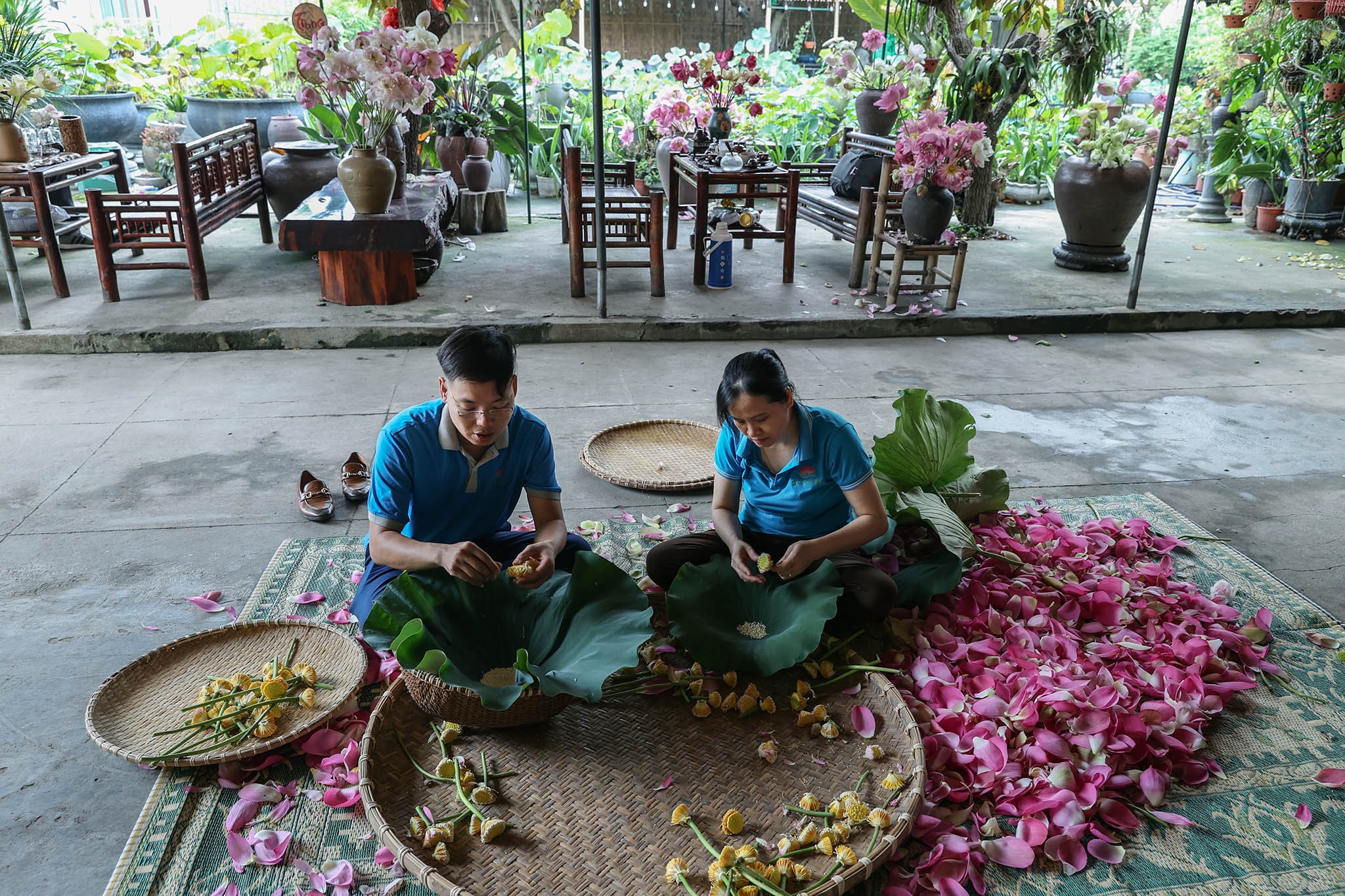 Sản xuất chế biến sen để cho ra đời những sản phẩm sen độc đáo. Ảnh: xã Kim Liên cung cấp