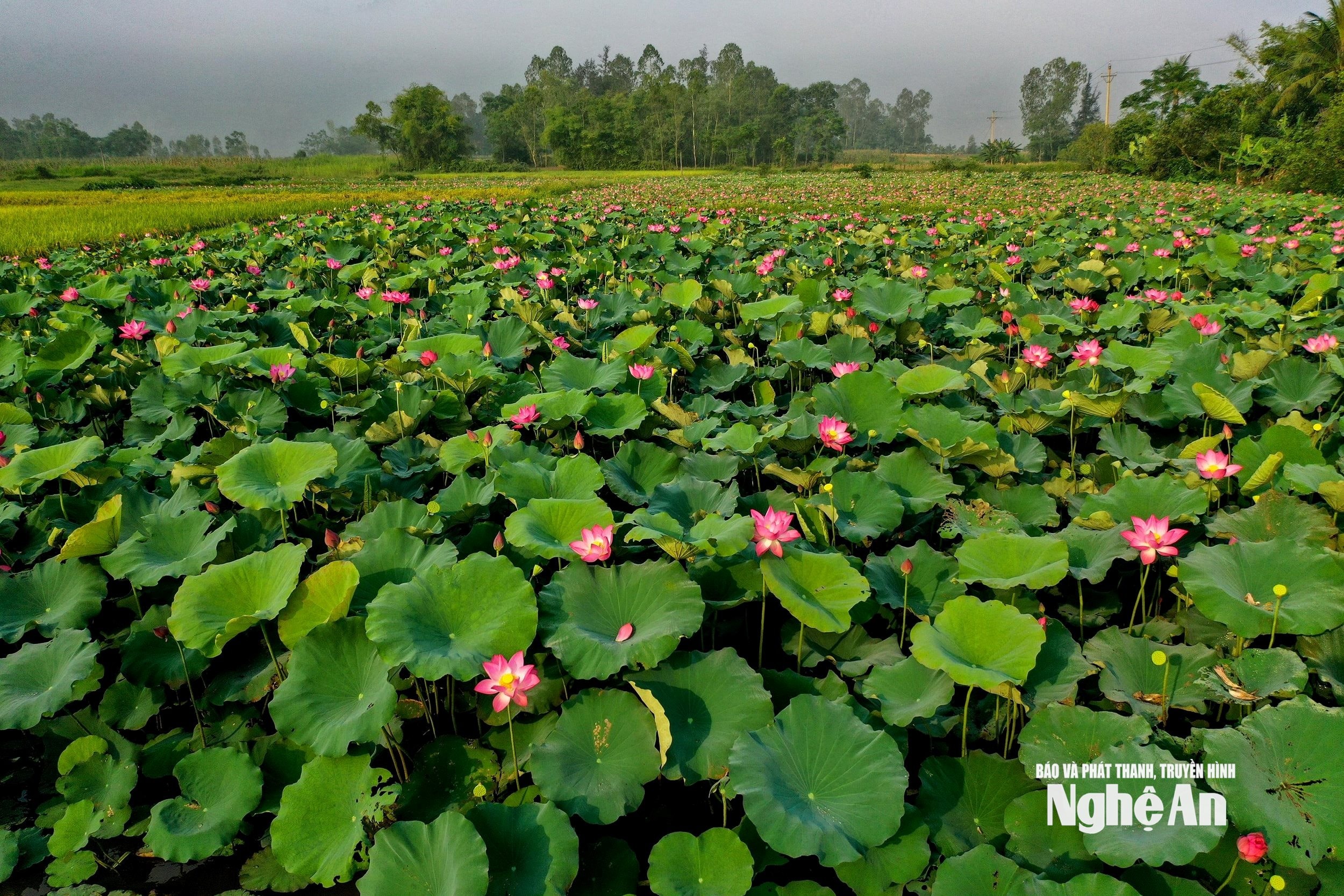 uploaded-phuongchibna-2019_05_08-_bna_sen_trung_ha_27094502_852019_watermarked.jpg