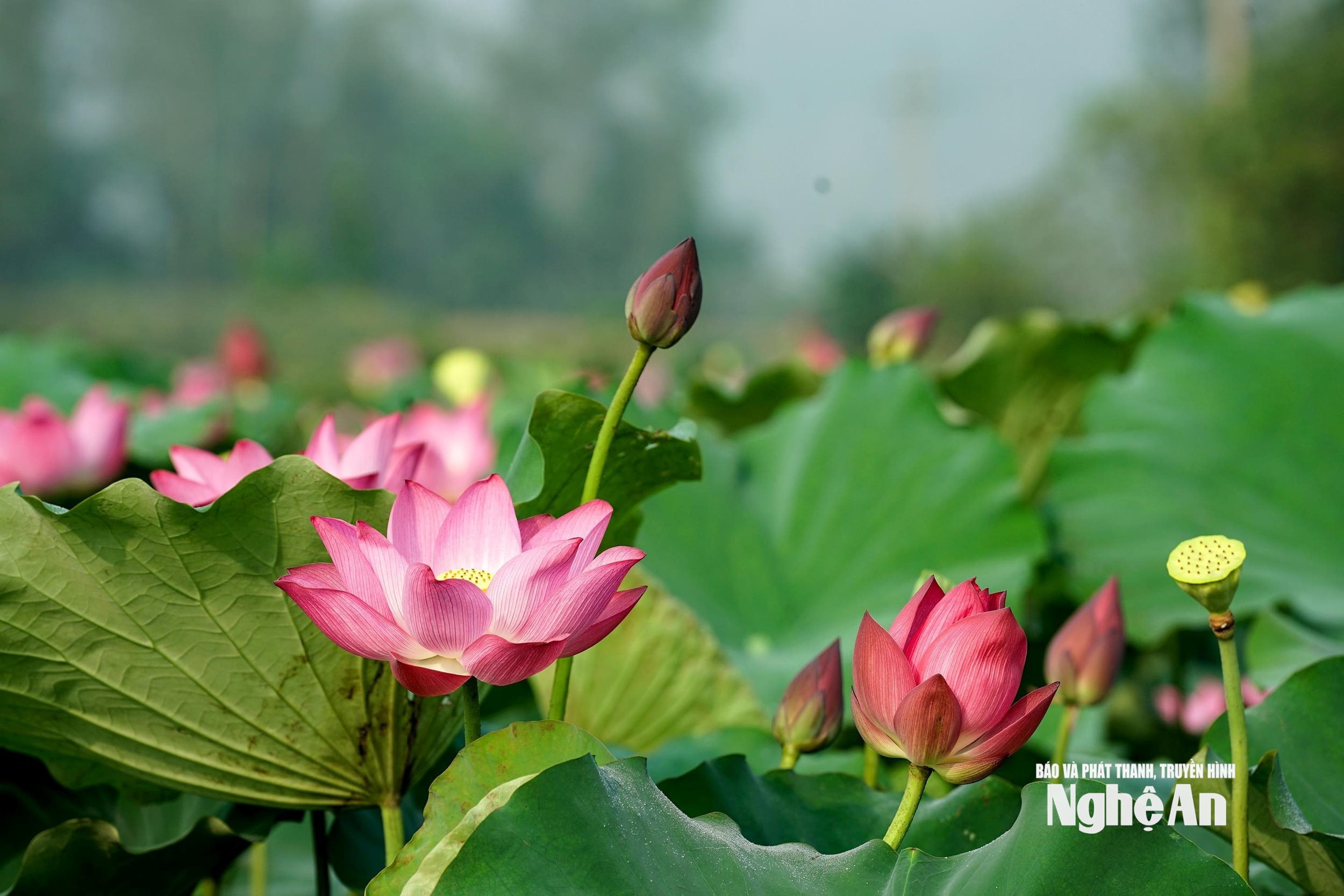 uploaded-phuongchibna-2019_05_08-_bna_sen_trung_ha_33751209_852019_watermarked.jpg