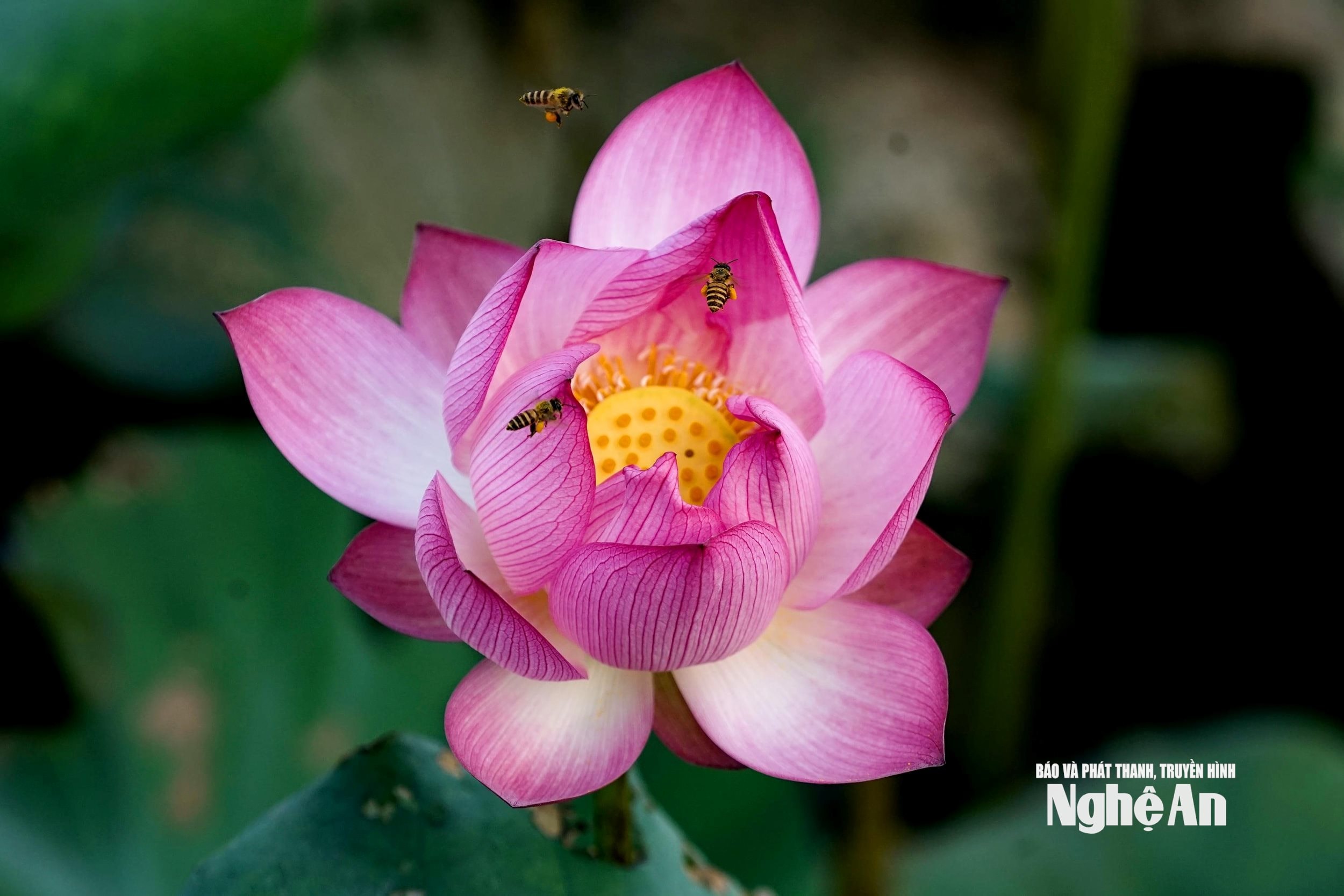 uploaded-phuongchibna-2019_05_08-_bna_sen_trung_ha_44677267_852019_watermarked.jpg
