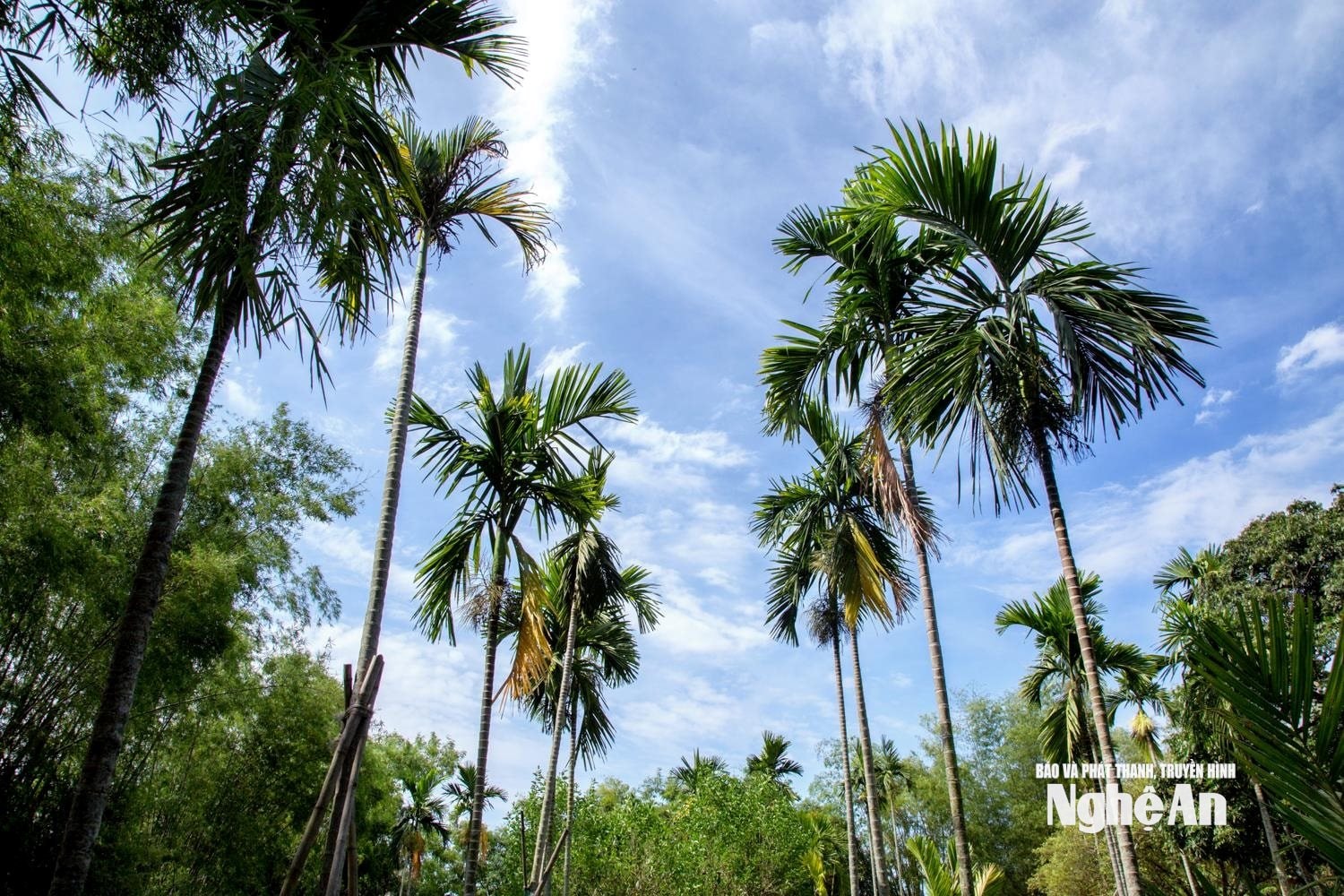 uploaded-phuongchibna-2019_05_31-_bna_nhung_hang_cau_cao_vut_o_que_ngoai_bac7820938_3152019_watermarked.jpg