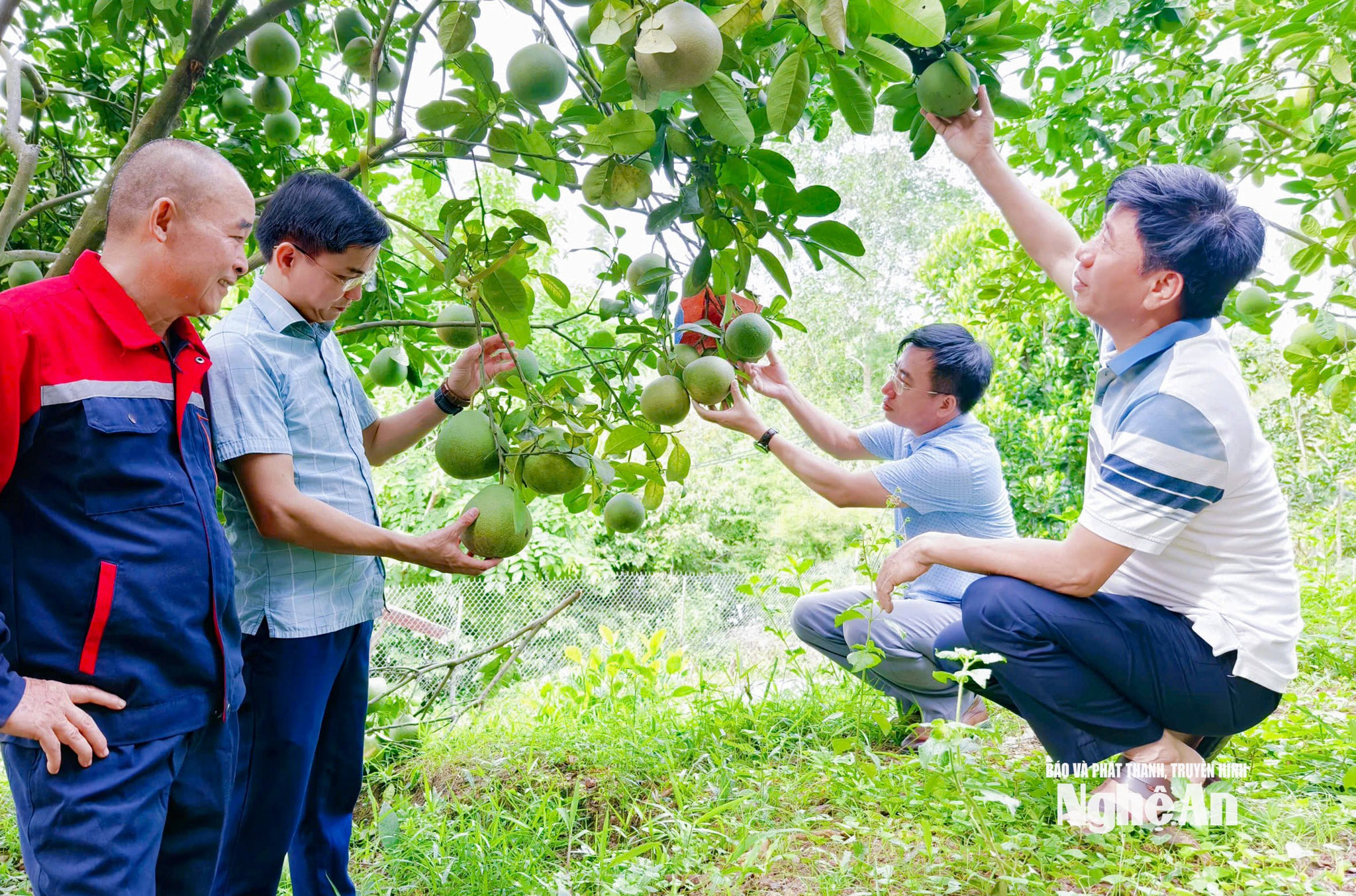 Cán bộ xã Hoa Quân tìm hiểu hiệu quả mô hình trồng bưởi hữu cơ trên địa bàn. Ảnh- Mai Hoa.