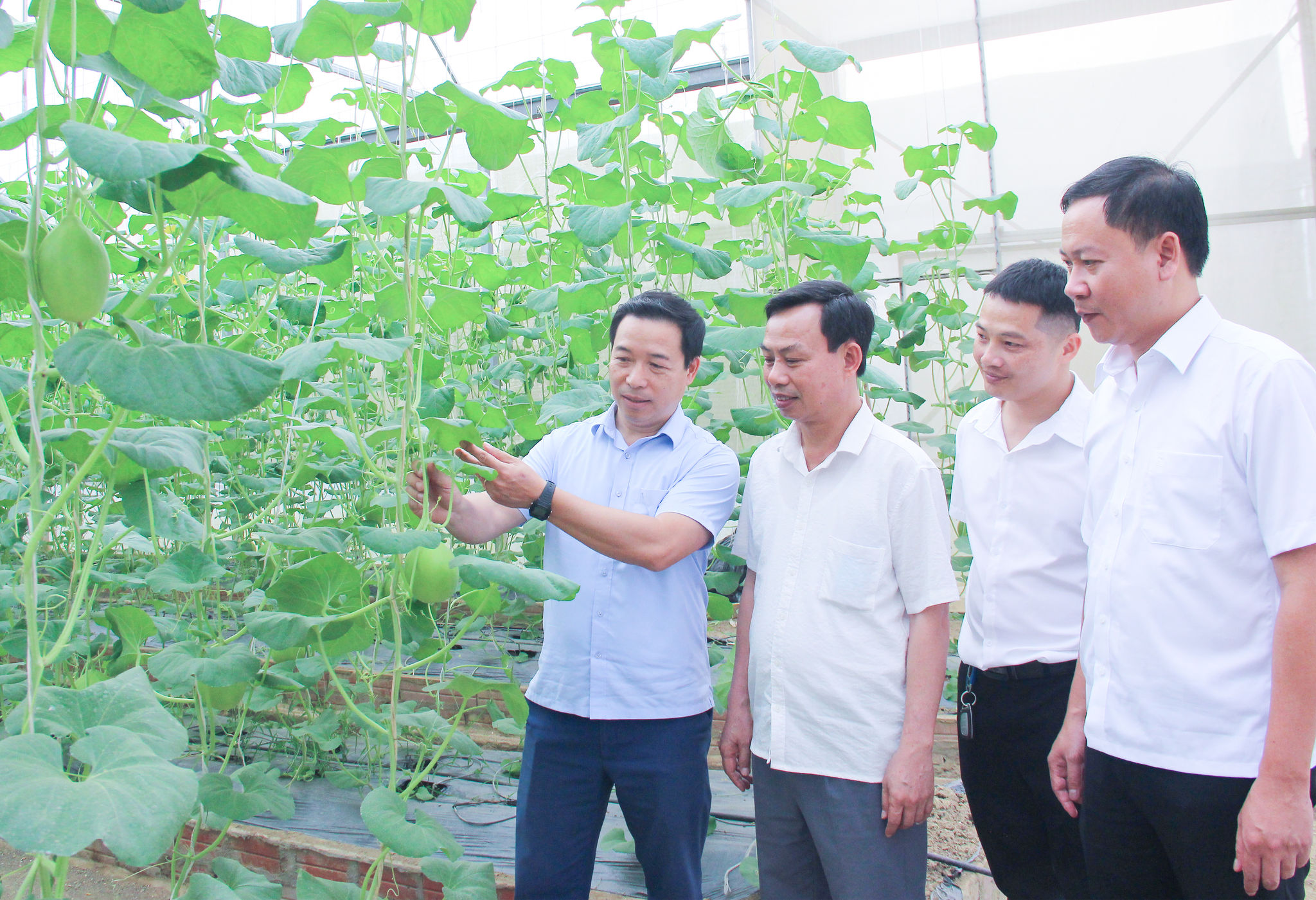 Lãnh đạo xã Đông Hiếu khảo sát, đánh giá mô hình nông nghiệp công nghệ cao trên địa bàn. Ảnh- Mai Hoa,,
