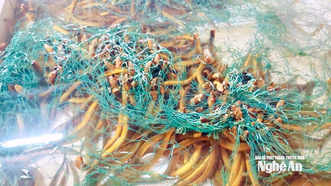 lươn 2 (2)